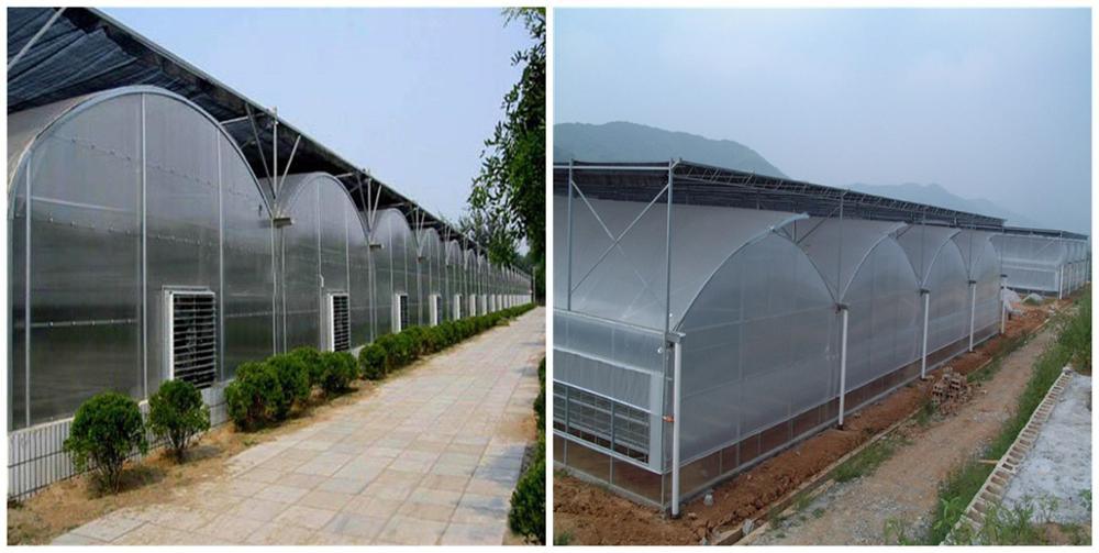 Asia Style Multi Span Poly Green House for Tomatoes Strawberries