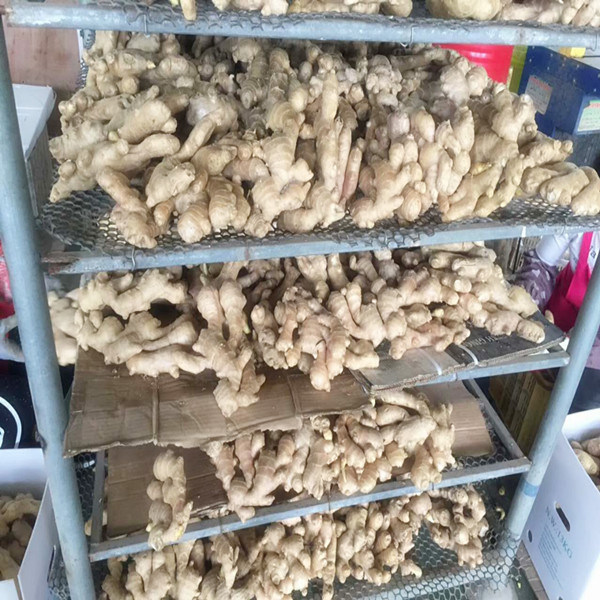 2017 Crop Air Dry Ginger