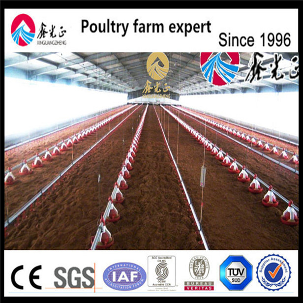 Auto Drinking System for Broiler Chicken