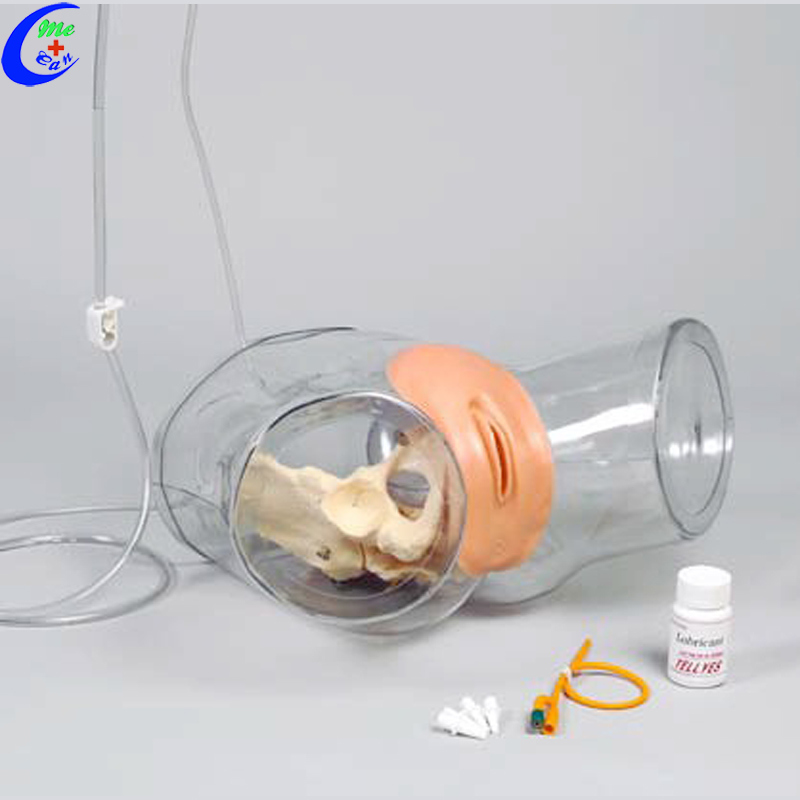 Medical Catheterization Training Education Model for Teaching