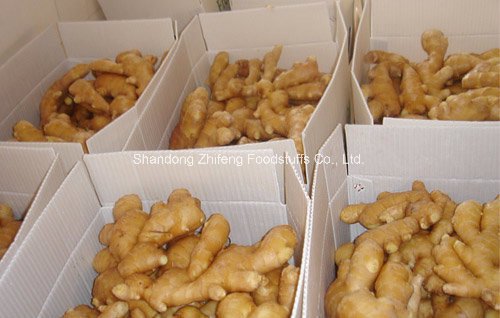 Chinese Fresh New Ginger with High Quality