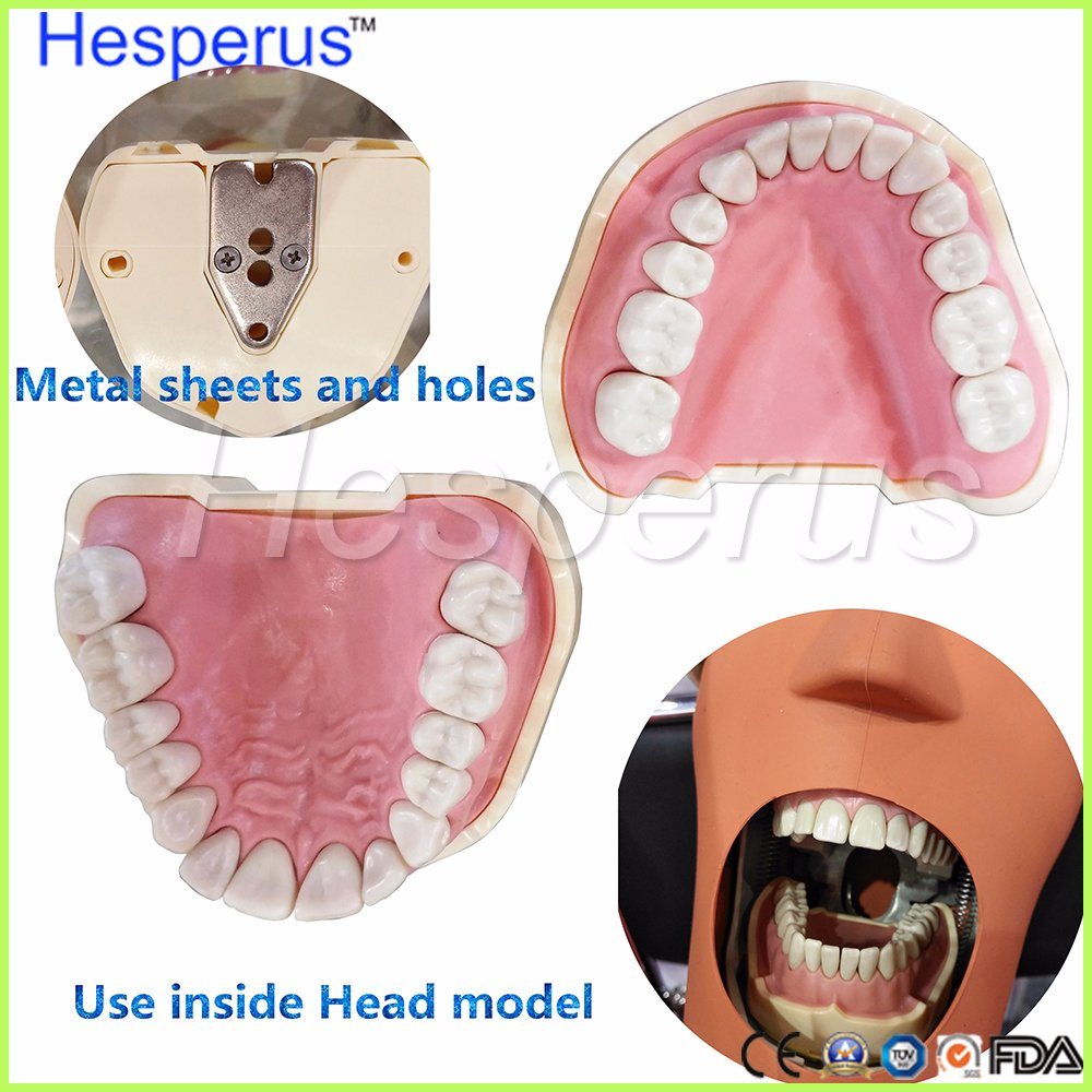Dental Soft Gum Removable 28PCS Teeth Model Hesperus Compatible Nissin 200
