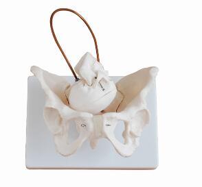 Bix-A1026 Female Pelvis Model with Fetal Skull