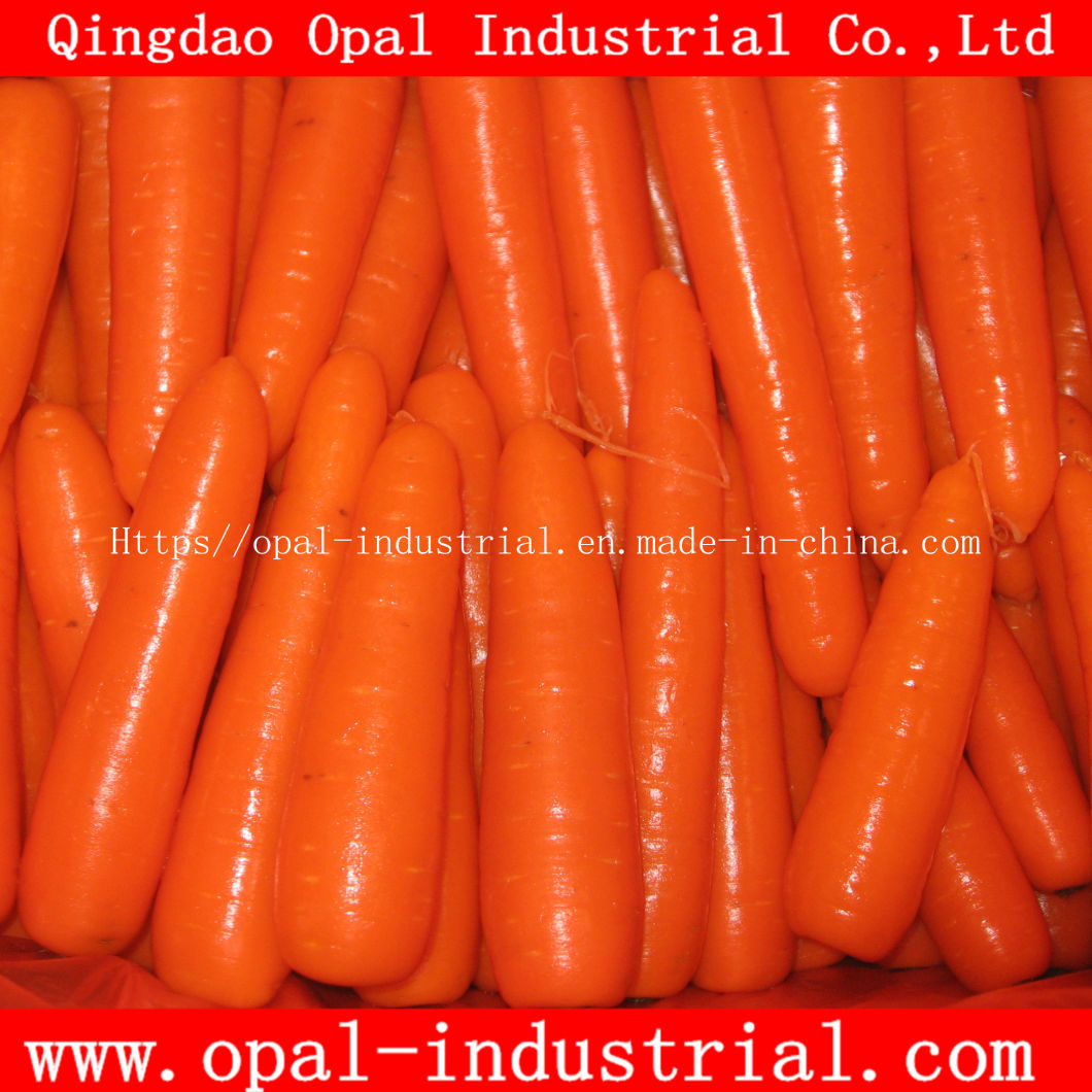 Chinese Good Quality Fresh Orange Carrot