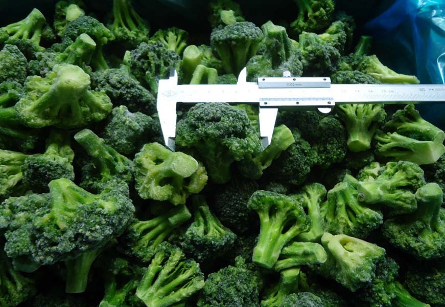 IQF Frozen Broccoli for Exporting