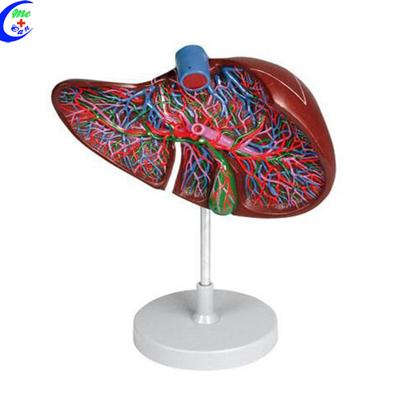 Liver Anatomy Models for Medical Students