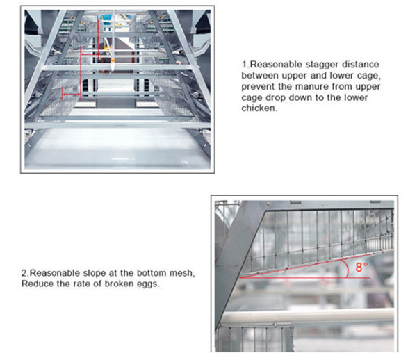 Reasonable and Cheap Price Broiler Chicks Cage