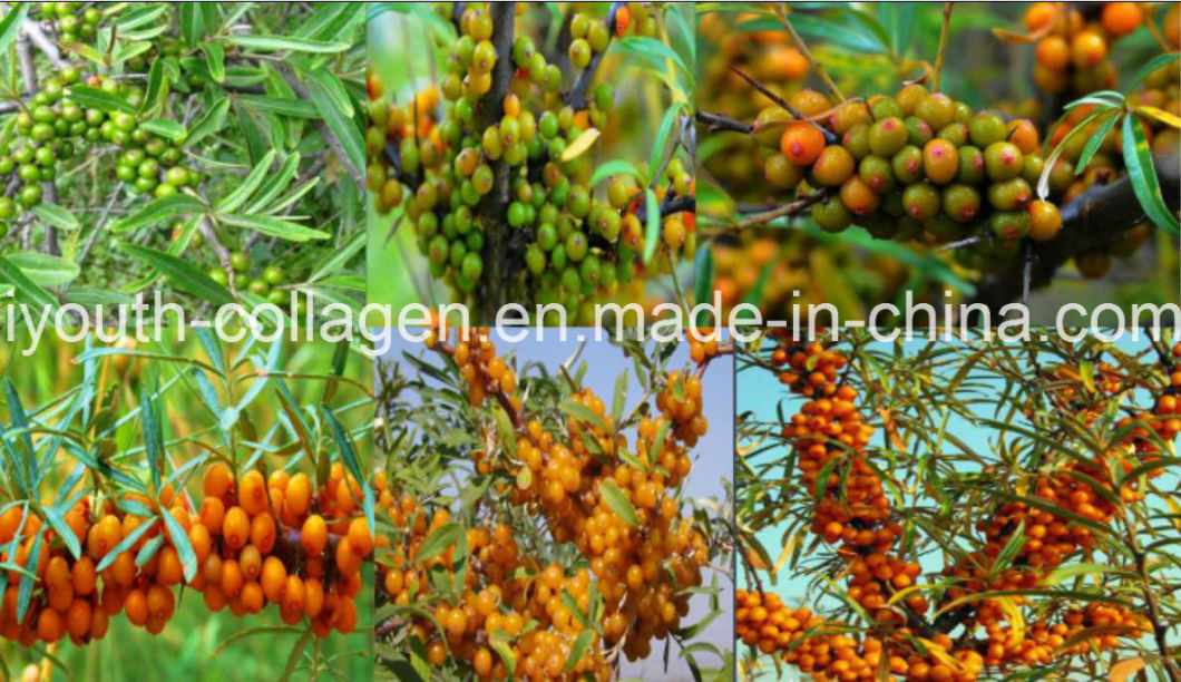 GMP 100%Natural Wild Seabuckthorn Granular Beverage, Anticancer, Radiation Resistance, Anti-Aging, Remove Chloasma, Whitening, Protect The Liver Health Food