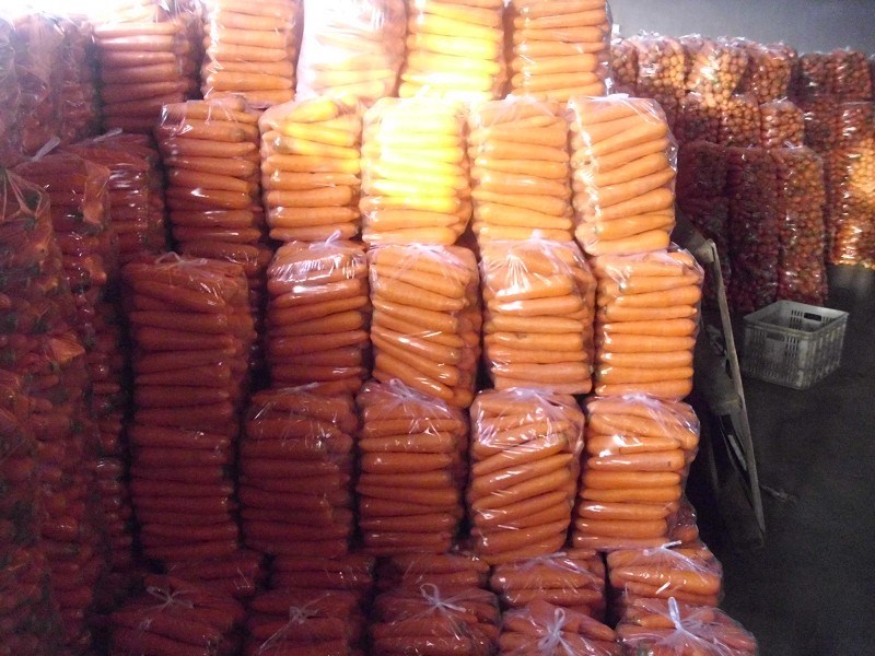 Fresh New Season Carrot From China