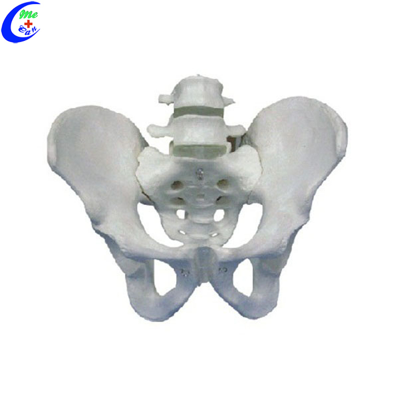 Male and Female Pelvic Skeleton Model