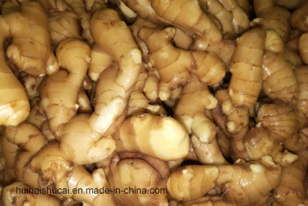 Golden Supplier New Crop Fresh Ginger (200g and up)