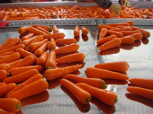 Professional Exporting High Quality Fresh Carrot (80-150g)