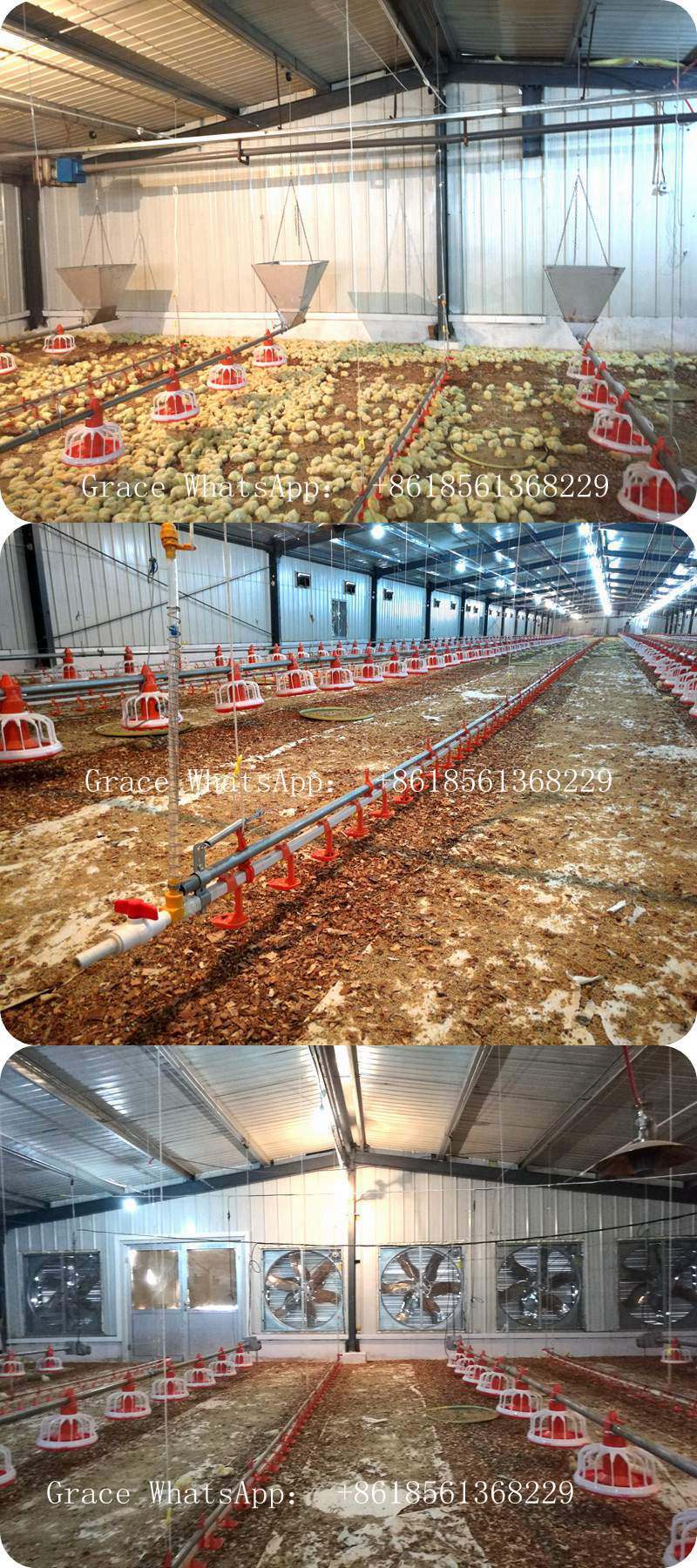 Good Quality Automatic Poultry Farm Machinery with Matching Prefab Shed Construction