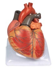 Xy- A6024 Adult Heart Model