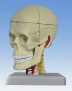 Xy-3392-5 Human Head Model (Education teaching model)