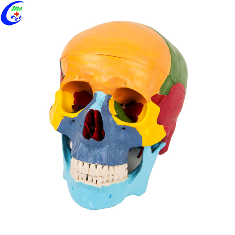 Classic Anatomical Painted Human Skull Model, 3 Part