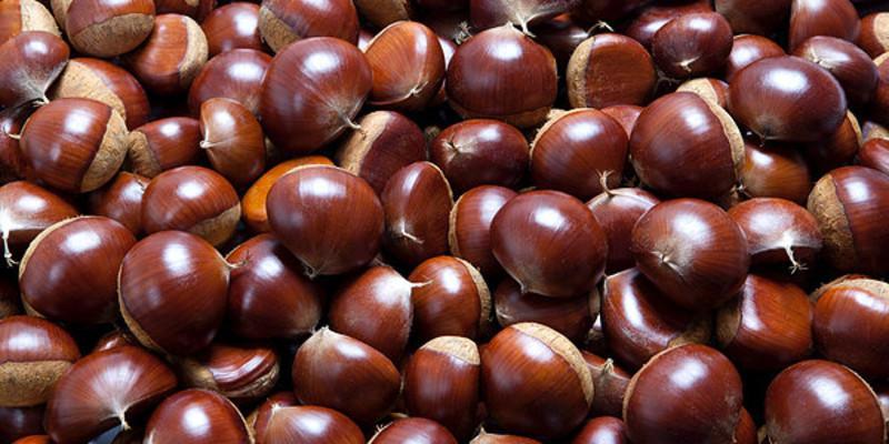 Fresh Chestnut