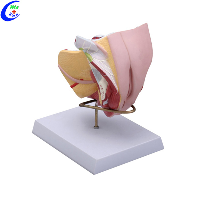 Reproductive System Male Genital Organ Model