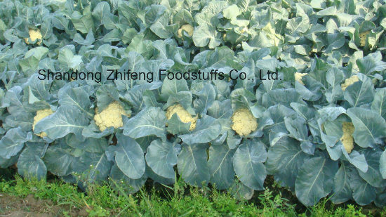 Chinese New Crop Frozen Cauliflower for Exporting