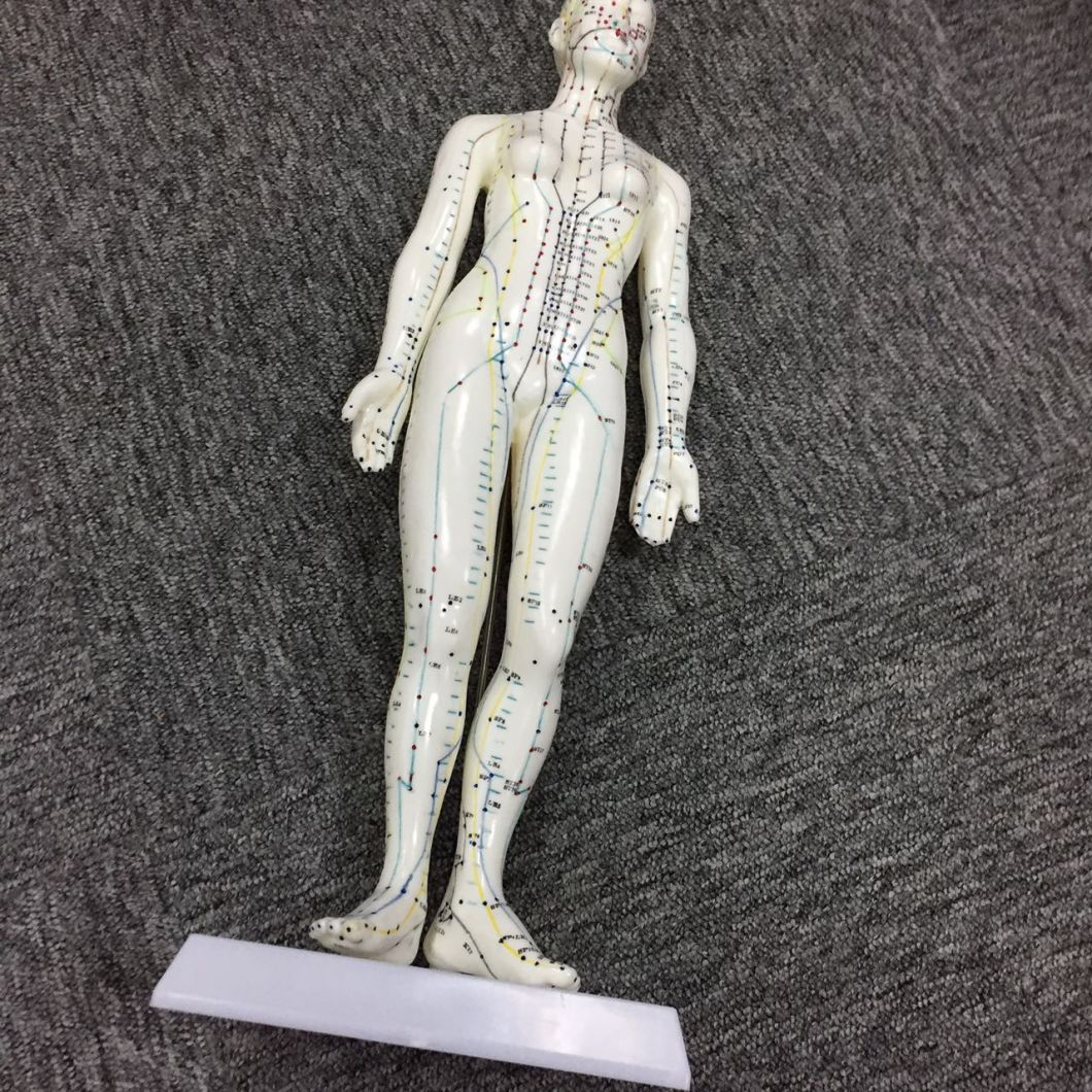 Body Model of Female Acupuncture Model