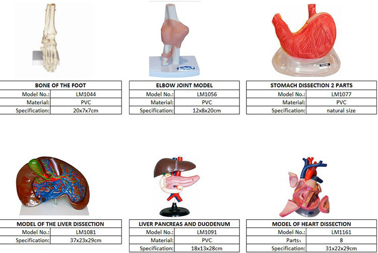 Elbow Joint Model, Stomach Dissection Model