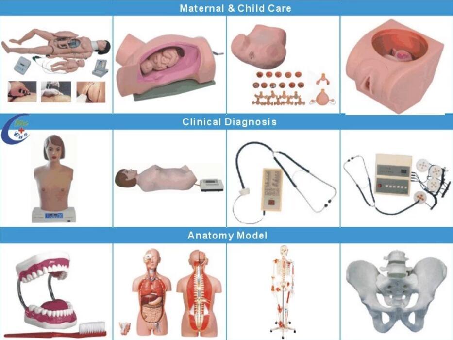 Medical Anatomy Male Urogenital System Model