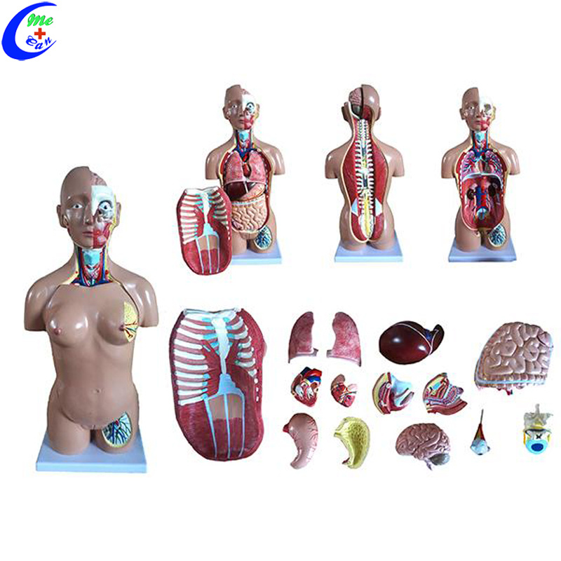 Human Anatomical Dual Sex Torso Model