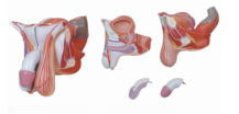 Xy-A6108 Male Genital Organs Model