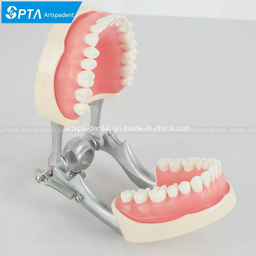 Dental Teach Study Adult Standard Typodont Demonstration Model Teeth