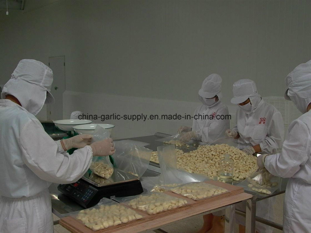 Chinese Fresh Peeled White Garlic with Nitrogen Vacuumed Factory
