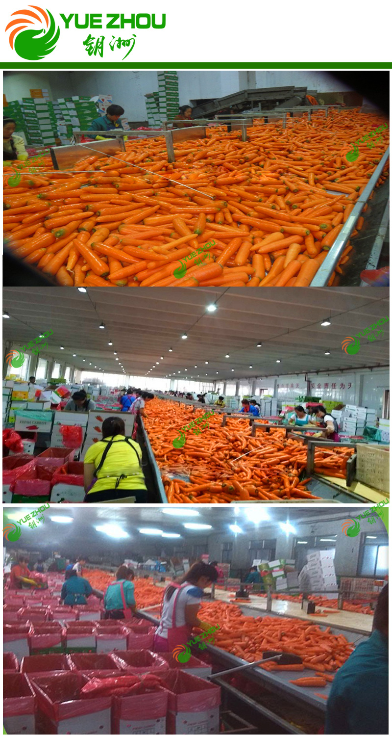 2018 Organic Carrot Small Carrot for Hot Sale From China