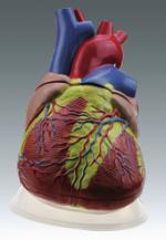 Xy-AA11 Human Heart Model (Edcation Teaching Model)