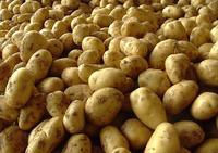 New Crop Potato Vegetable