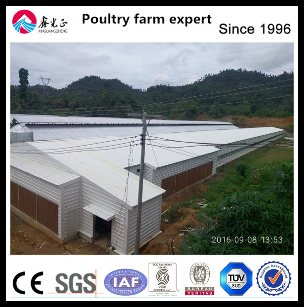 Auto Drinking System for Broiler Chicken