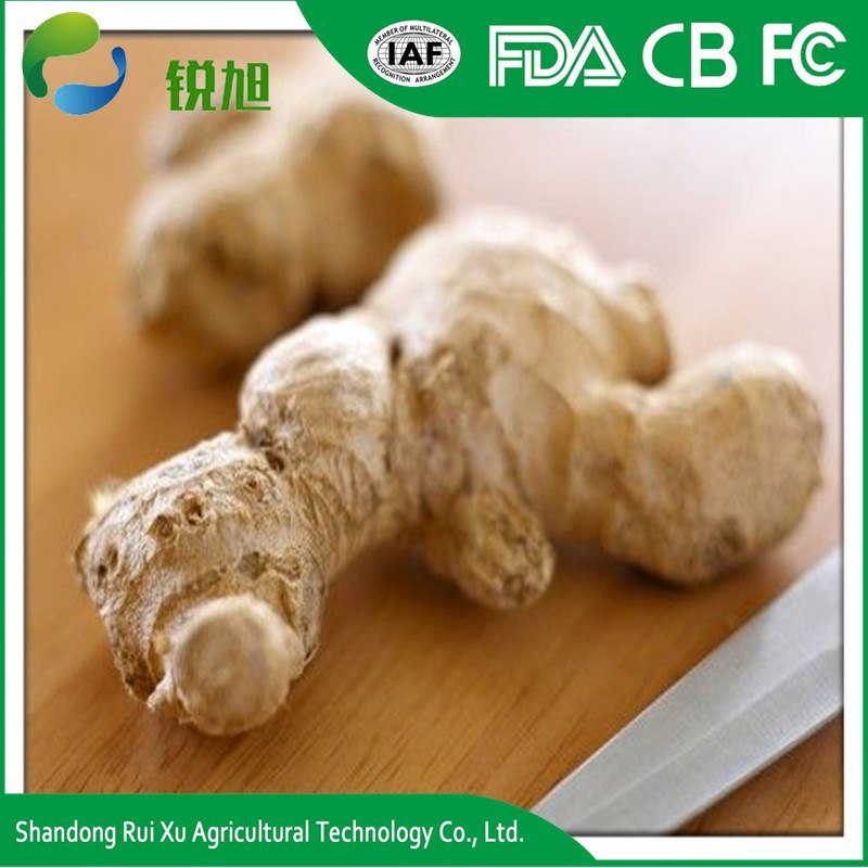 Fresh Ginger Material Bulk IQF Frozen Ginger for Sale