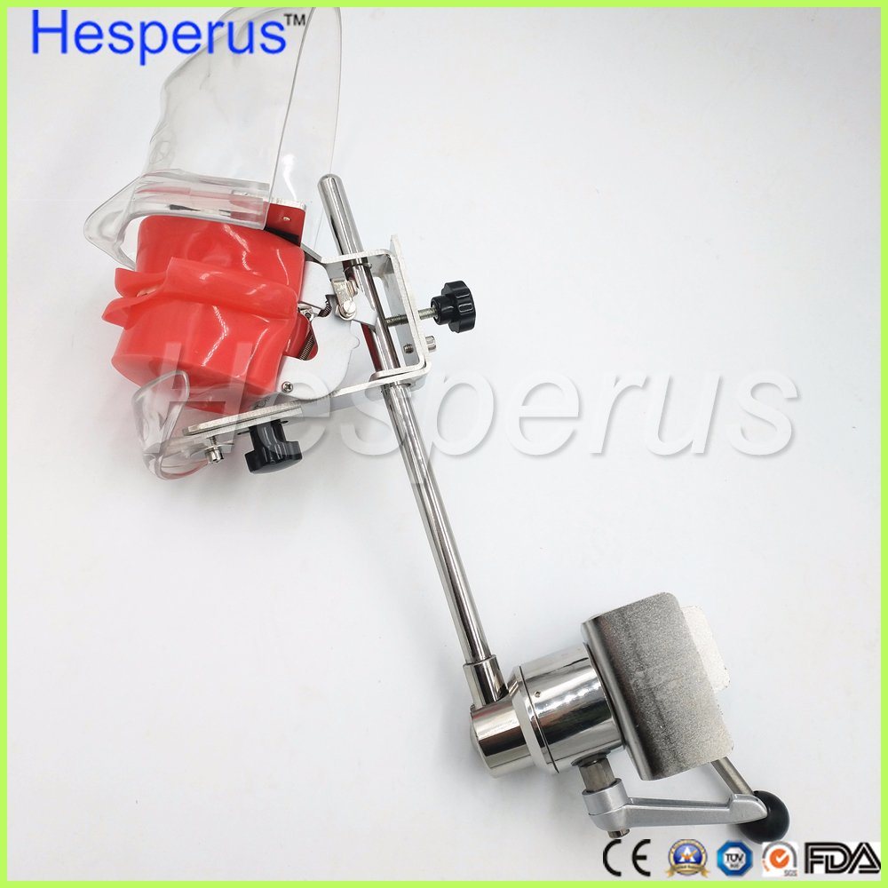 Dental Stainless Steel Simple Head Model Hesperus Dentist Model