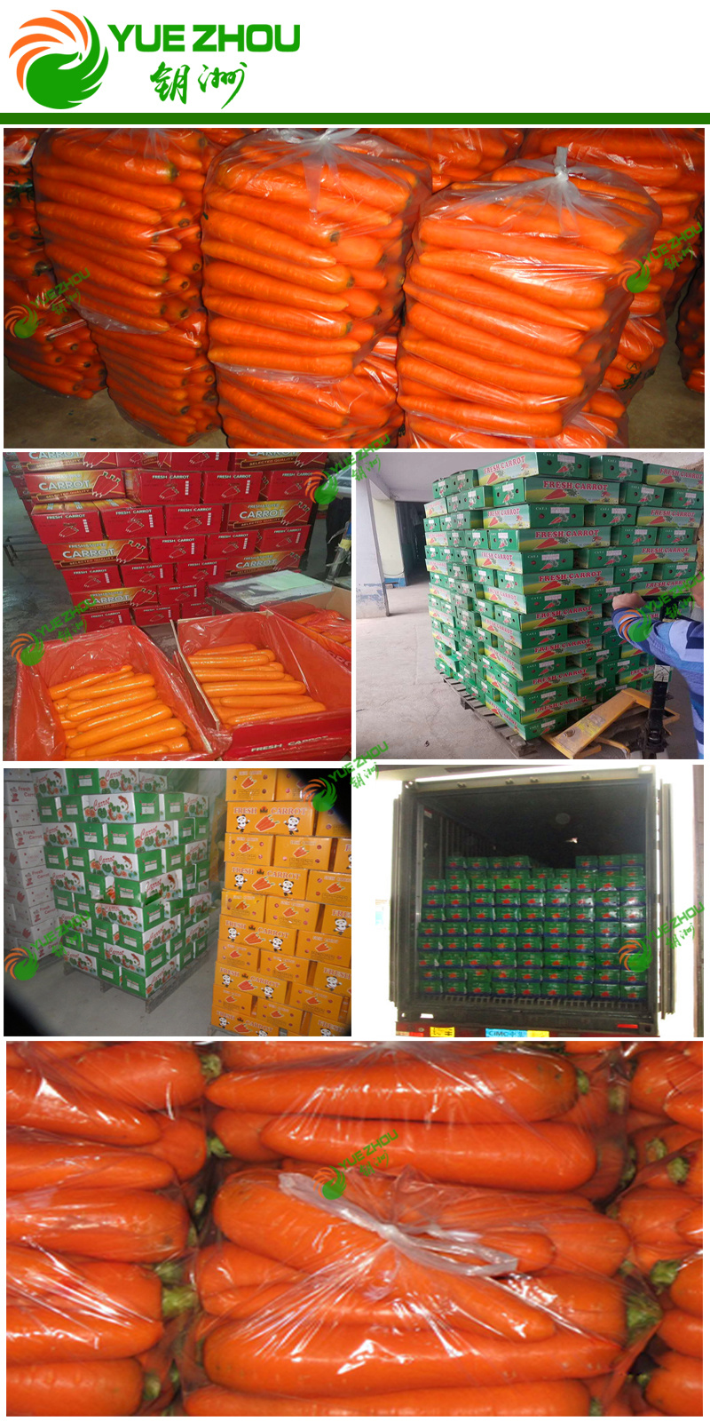 2018 Fresh New Crop Organic Carrot 10kg Carton Packing with Cheap Price