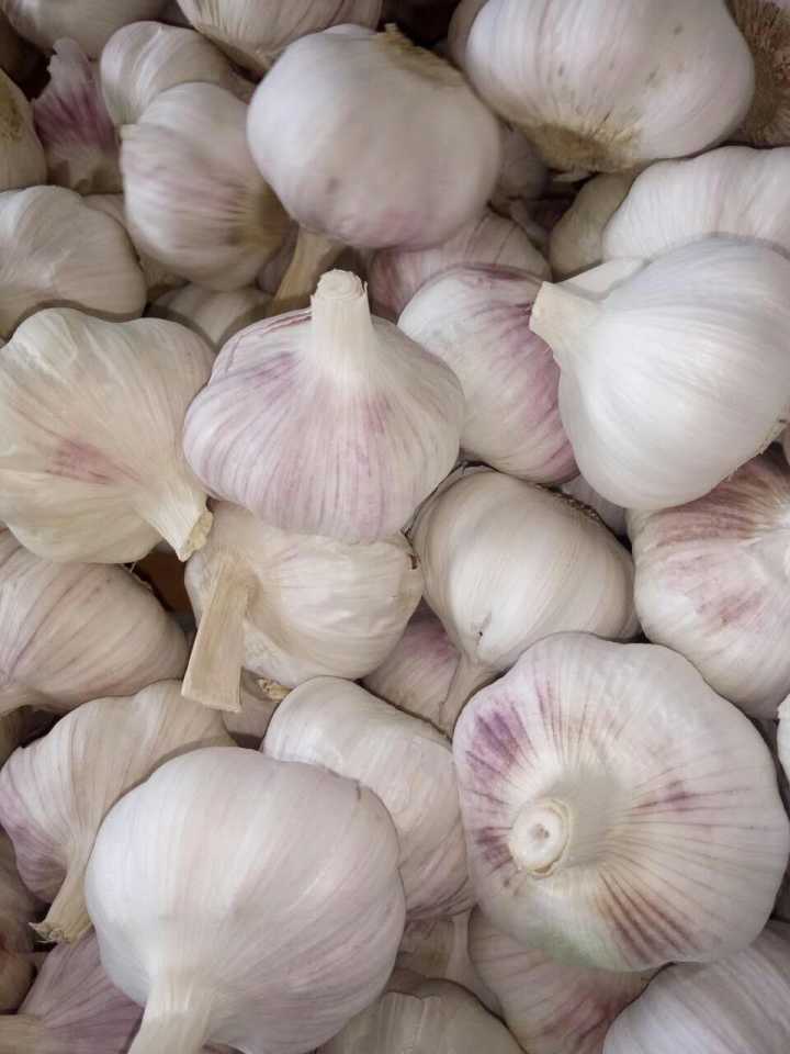 New Season Top Quality Fresh White Garlic