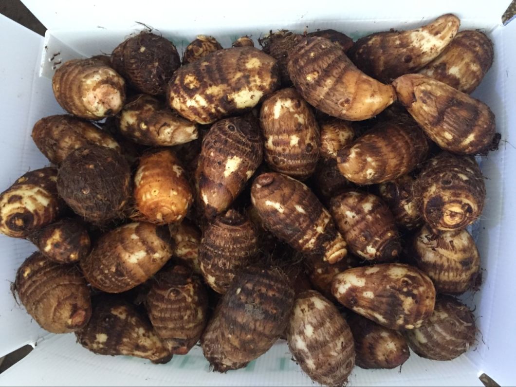 China Fresh Taro with Exporting Standard in 2017