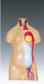 Xy-3301-26 95cm Human Torso Without Head