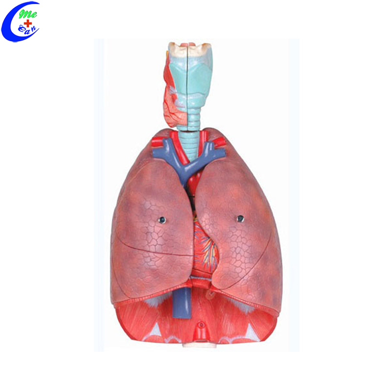 3D Anatomy Teaching Tools Respiratory Models for Students