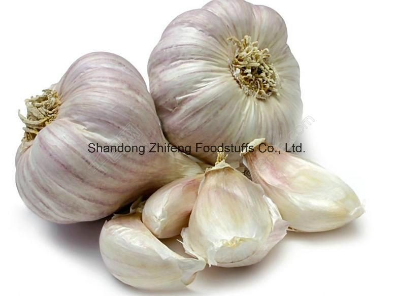 2017 New Fresh Normal Garlic with Purple Skin