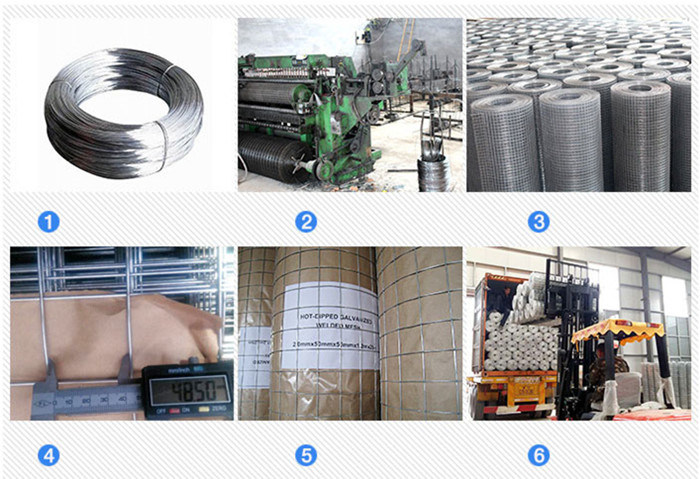 Low Carbon Steel Wire Mesh Welded Wire Mesh for Fencing/Cages