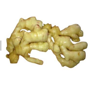 Good Quality Unspoiled Plump Clean Yellow Color Chinese Fresh Ginger