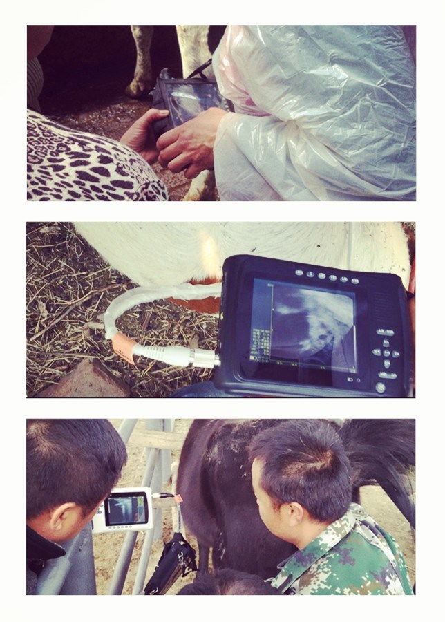 Full Digital Portable Veterinary Ultrasound Scanner for Pregnancy