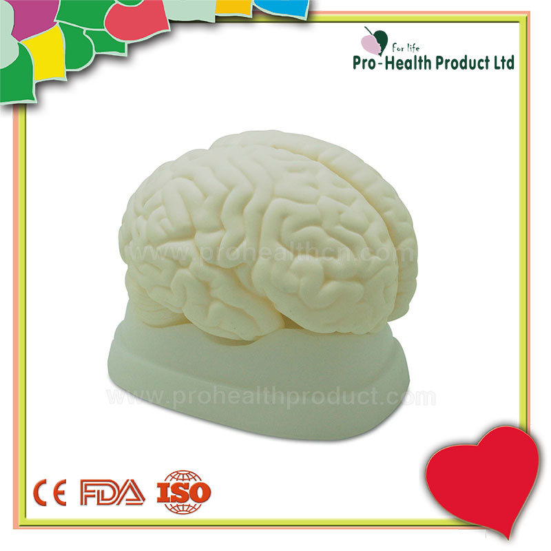 Medical Anatomical Human Brain Model