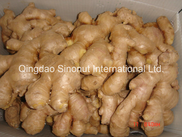 2017 New Crop Fresh Ginger