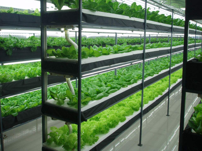 24V DC LED Grow Light Bar for Greenhouse