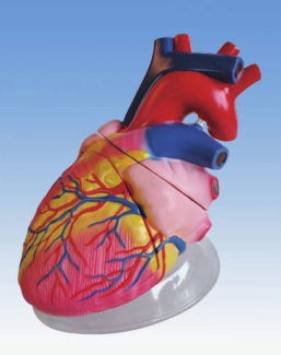 Xy-3304-1 Human Heart(Anatomical Model