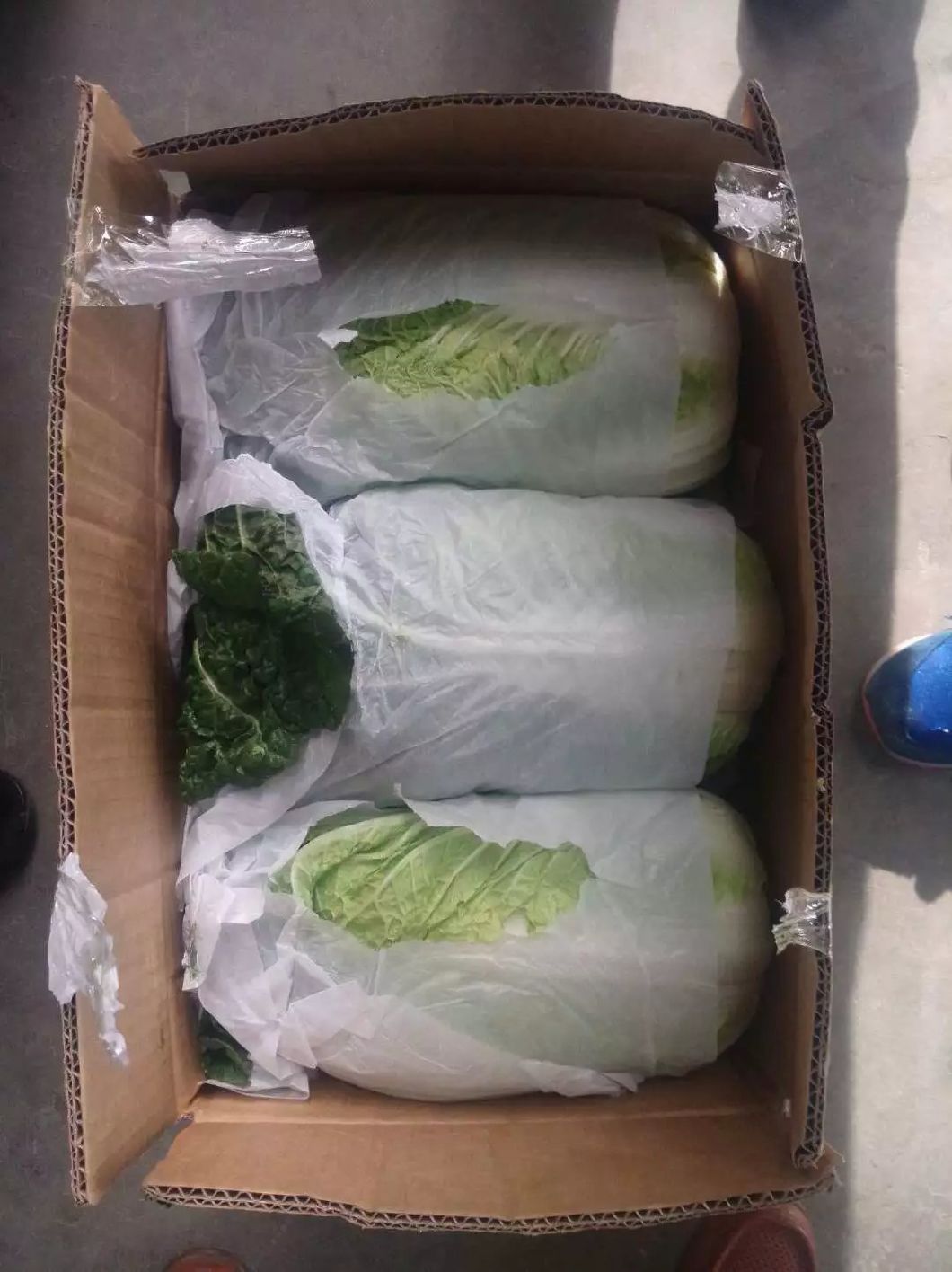 Chinese Fresh Cabbage with Good Quality